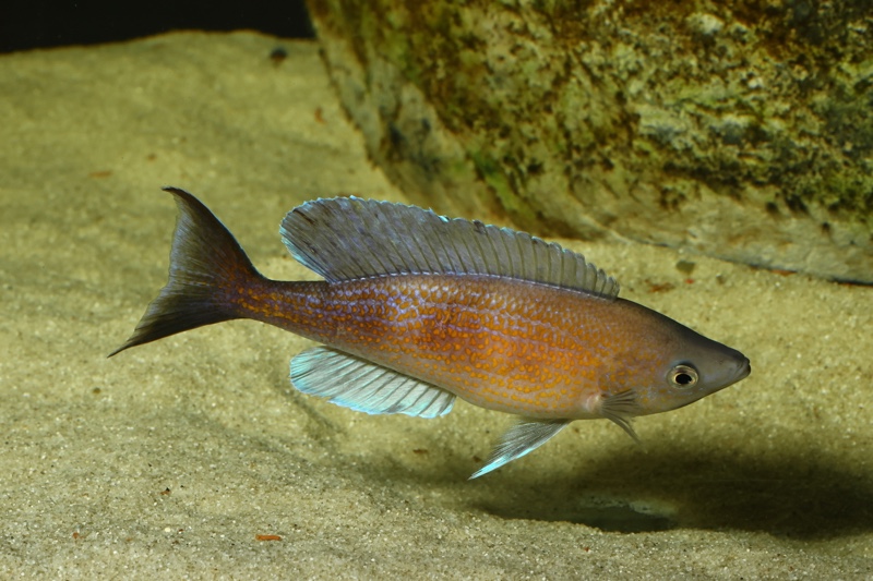 Cyprichromis pavo 'Katete'